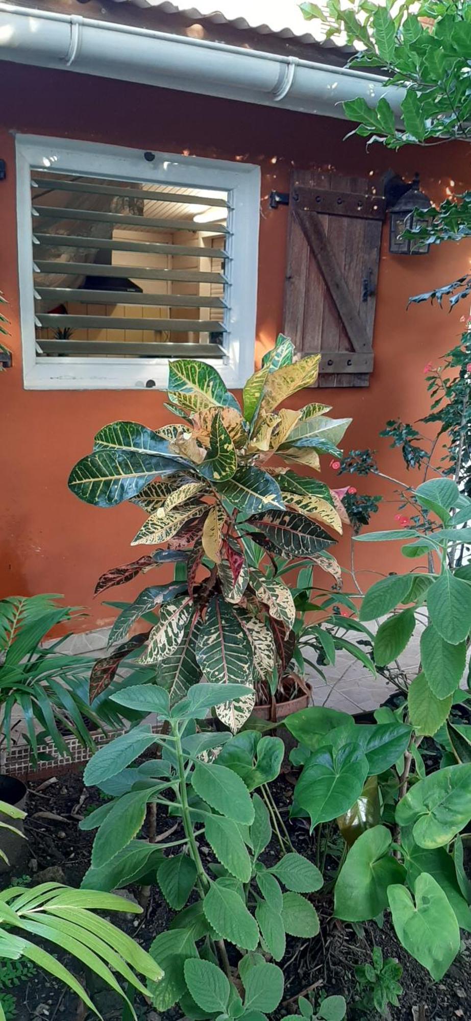 Bungalow Mangifera Proche De La Plage Le Diamant Exterior foto